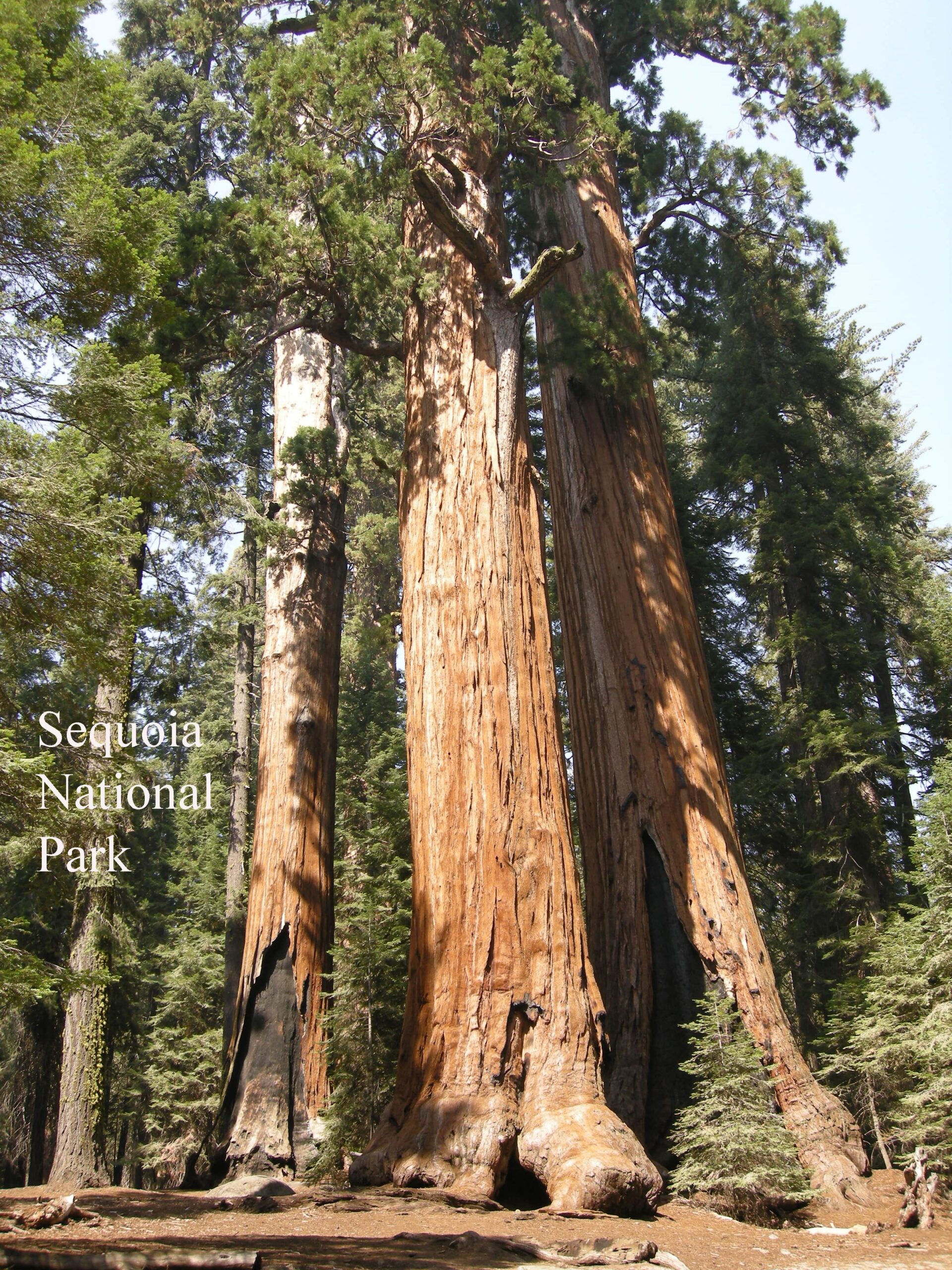 Sequoia National Park 097