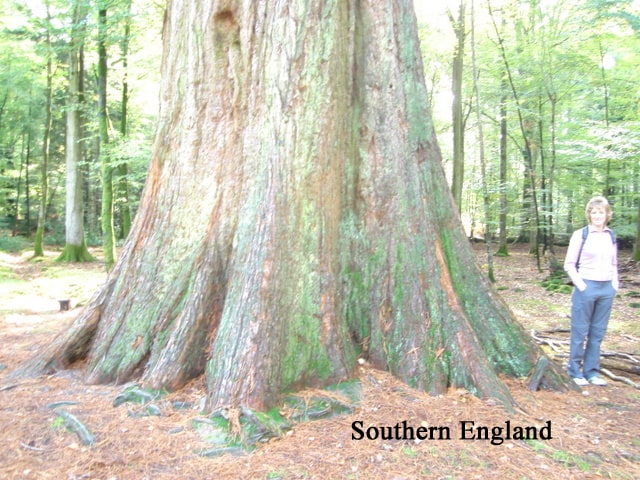 Southern England giant sequoia