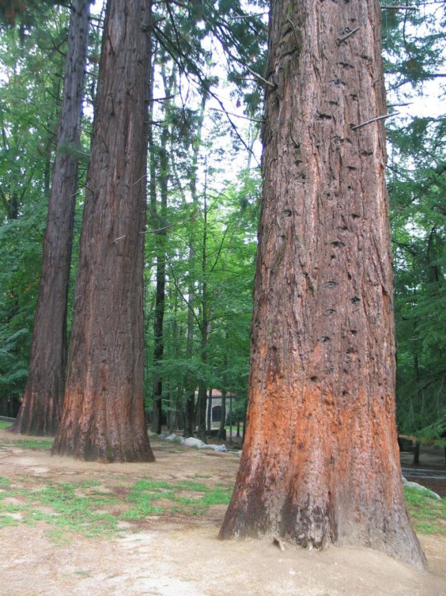 Spain giant sequoias 4