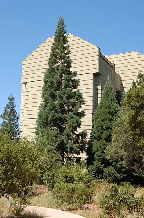 Stanford Keck Bldg tree