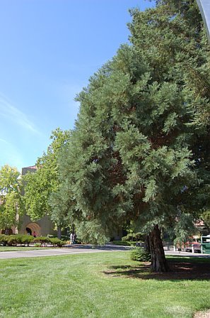 Stanford Law bldg giant sequoia