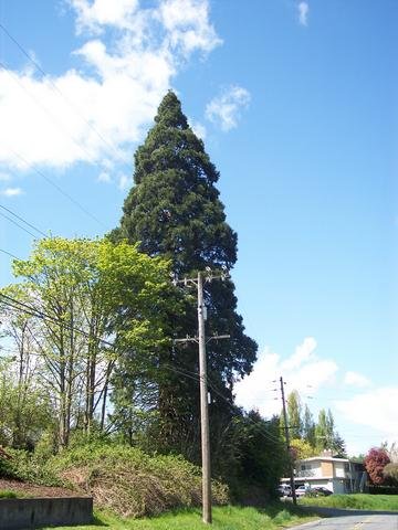 Tukwila WA giant sequoia