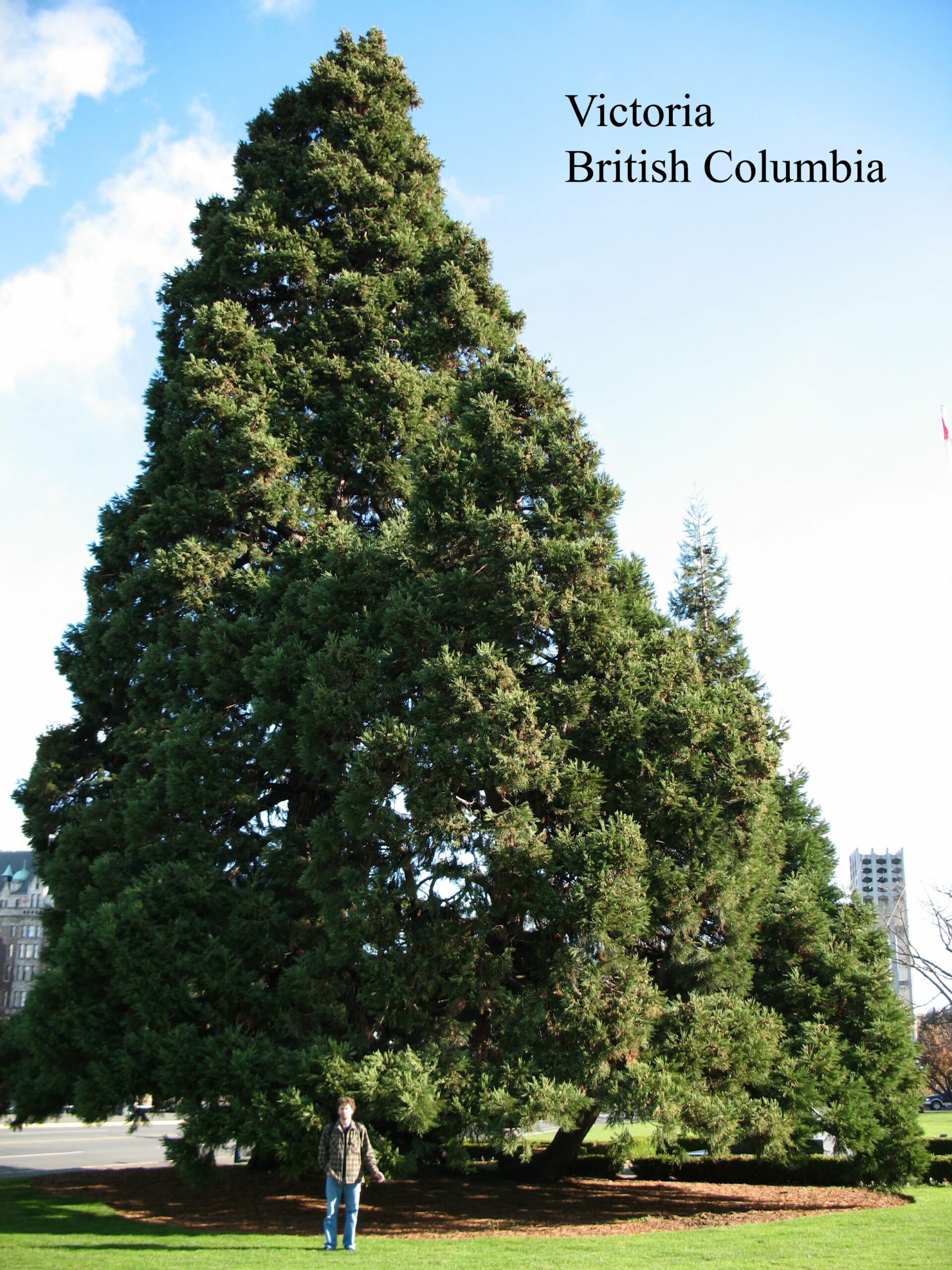 Victoria British Columbia giant sequoia