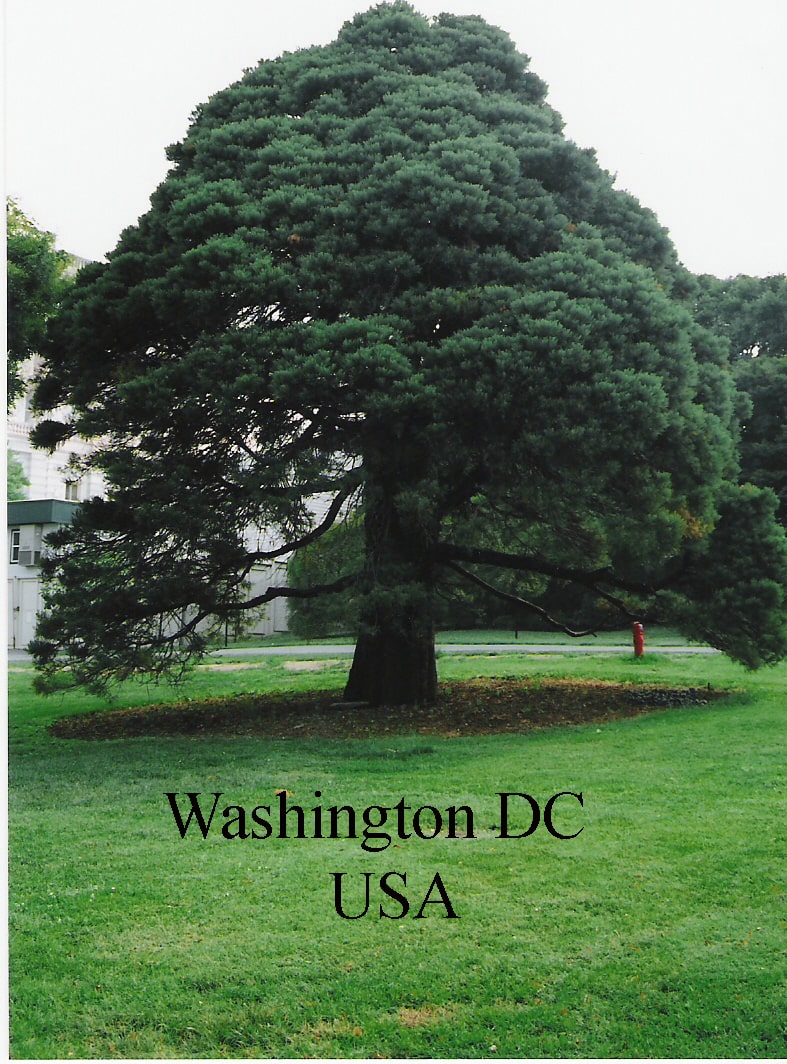 Washington DC giant sequoia