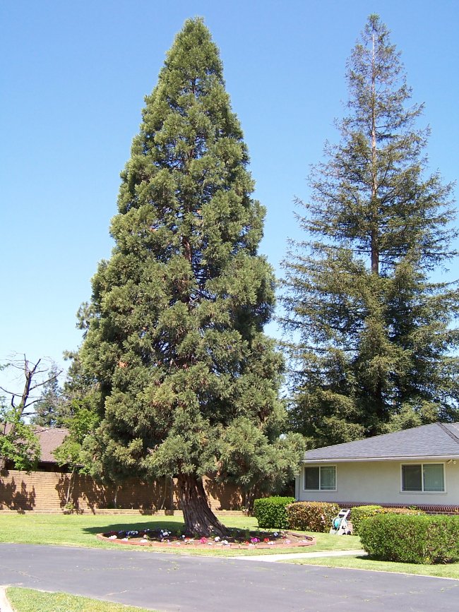 West Barstow avenue giant sequoia
