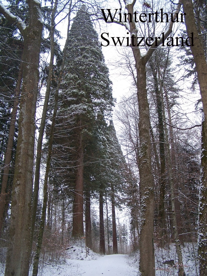 Winterthur Switzerland giant sequoia