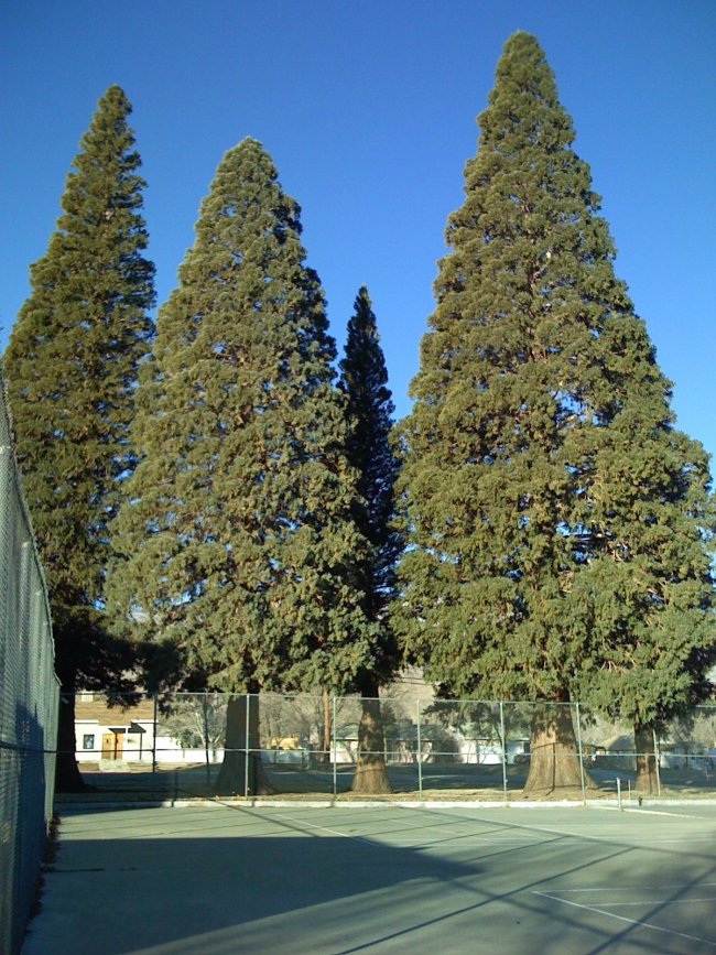 big pine grove