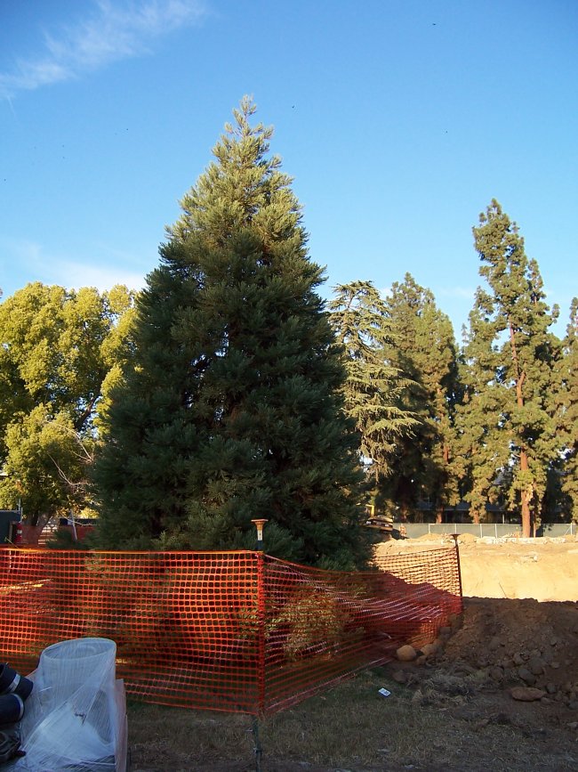 csuf giant sequoia