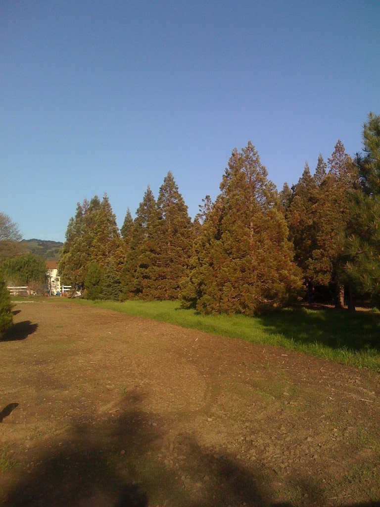 giant sequoias pacheco pass