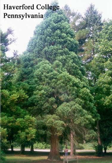 Haverford college PA giant sequoia