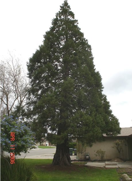 livermore camelia st giant sequoia