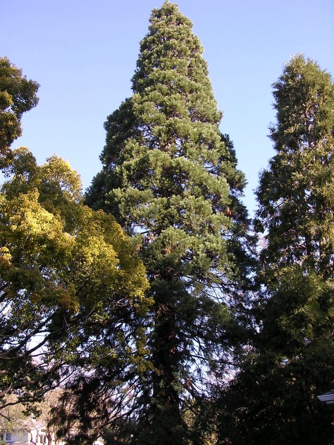 losaltos giant sequoia