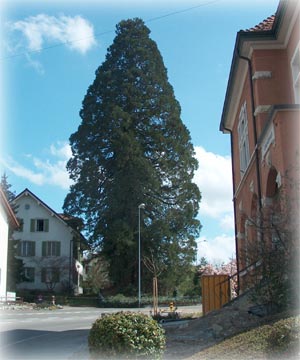mammutbaum oberrohrdorf