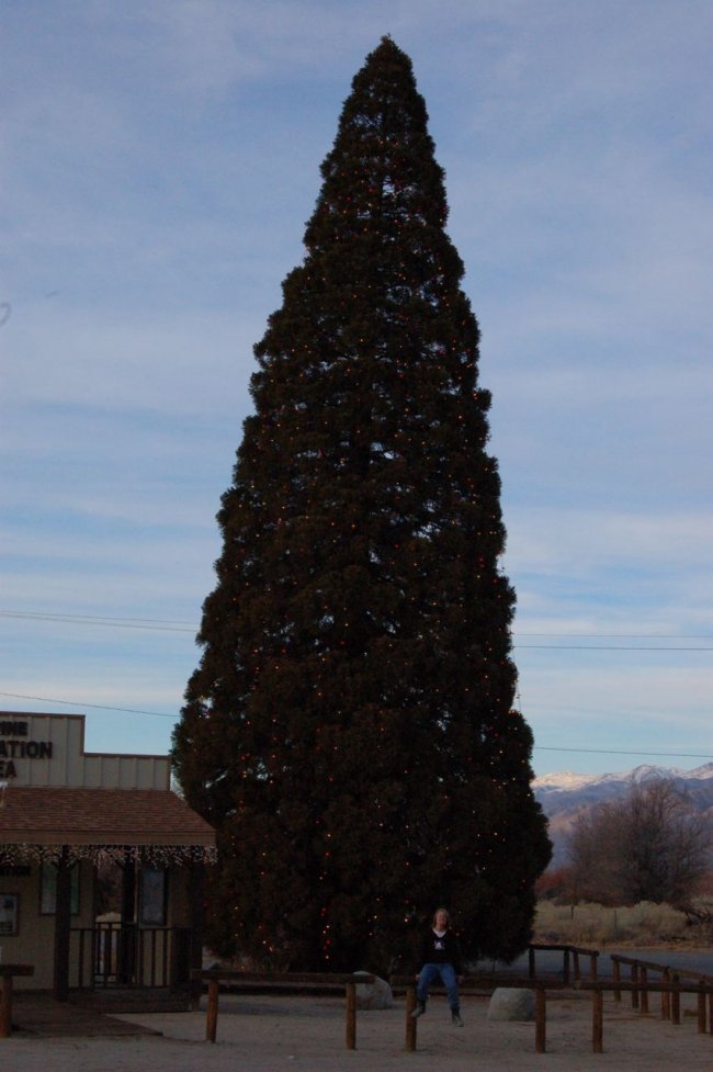 roosevelt giant sequoia tree