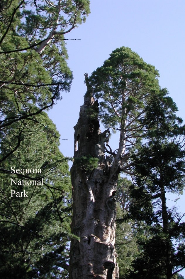 Sequoia 075