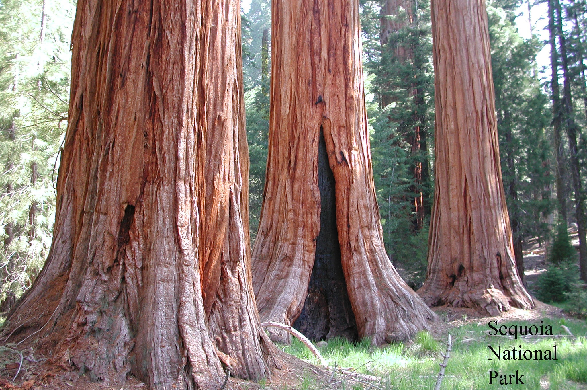 Sequoias 076
