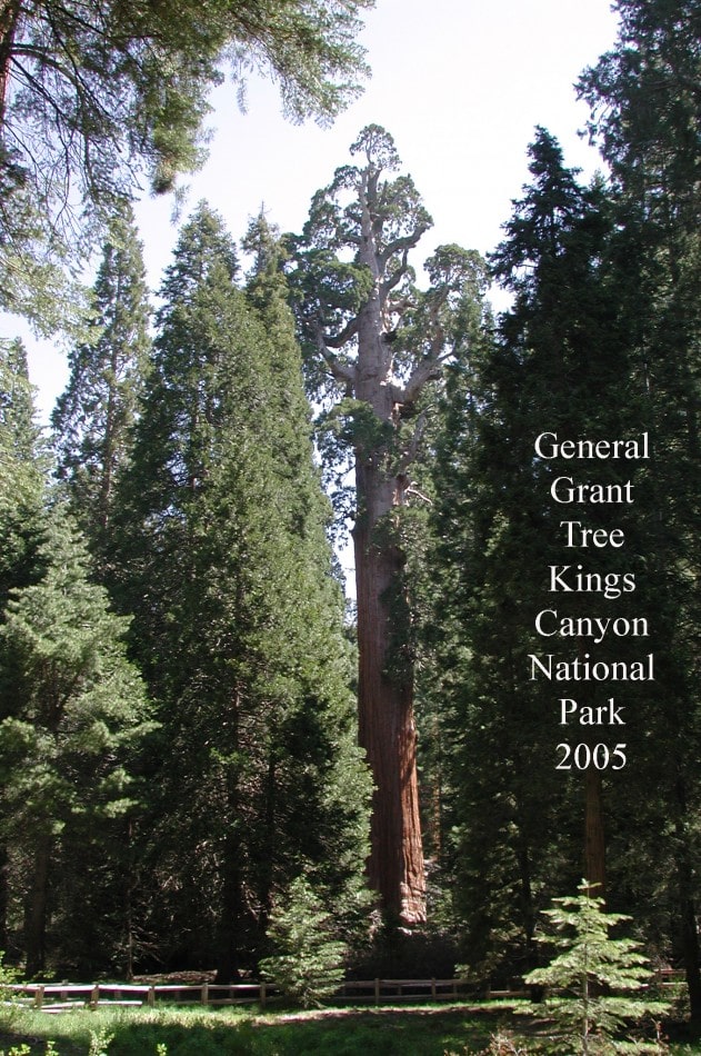 General Giant Tree Kings Canyon National Park 2005
