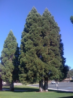 sierra high trees