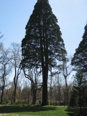 tyler arboretum sequoia